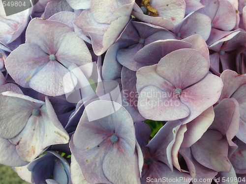 Image of hydrangea