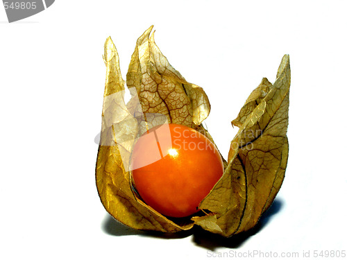 Image of cape gooseberry