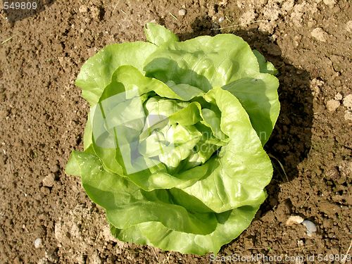 Image of salad