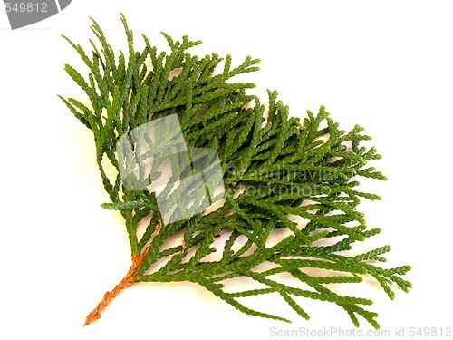 Image of thuja