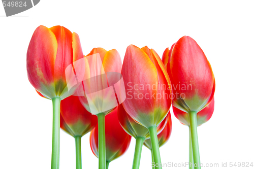 Image of Tall Tulips