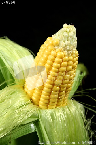 Image of Ear Of Corn