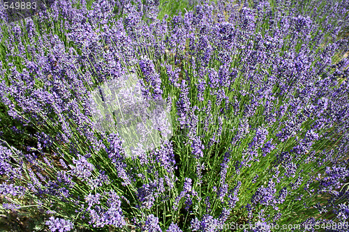 Image of Field Of Lavender