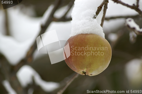 Image of Apple