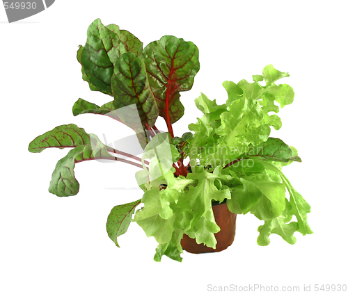 Image of Red Shard And Curly Lettuce