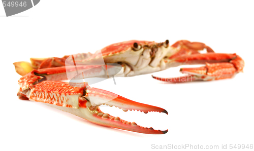 Image of Cooked Blue Swimmer Crab