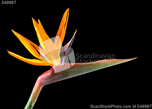 Image of Bird Of Paradise