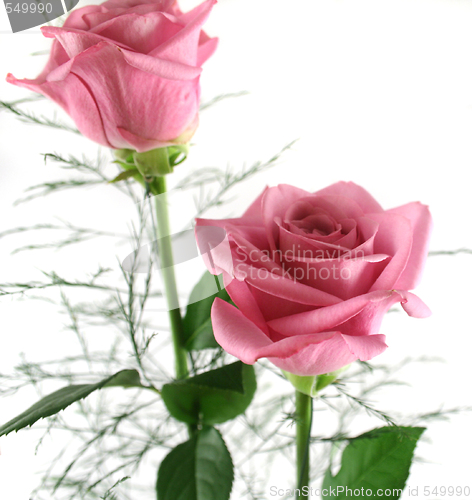 Image of Gift Roses 2