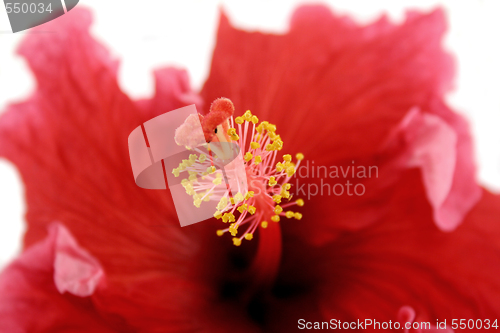 Image of Stamen Of Hibiscus 1