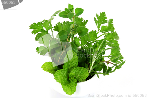 Image of Garden Fresh Herbs