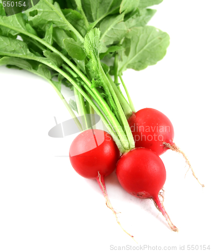 Image of Fresh Harvested Radish