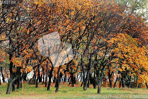 Image of Autumn park