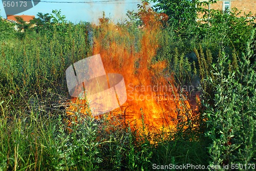 Image of Fire in green grass