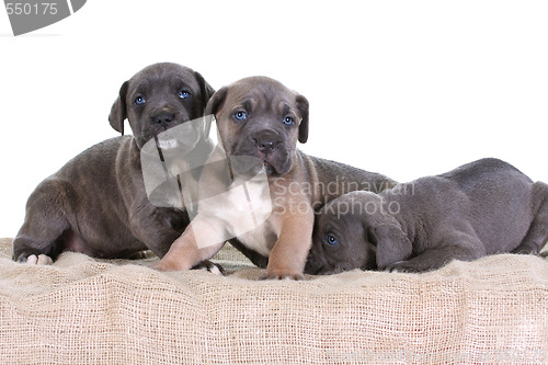 Image of puppy italian mastiff cane corso