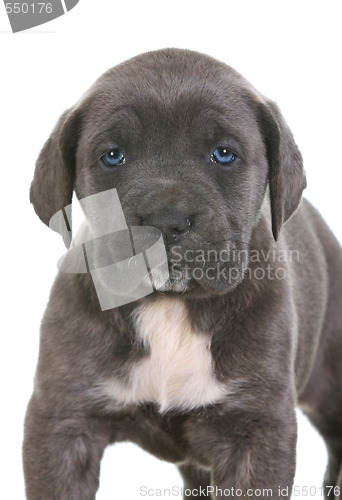 Image of puppy italian mastiff cane corso