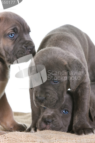 Image of puppy italian mastiff cane corso