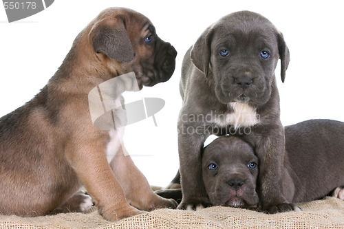 Image of puppy italian mastiff cane corso