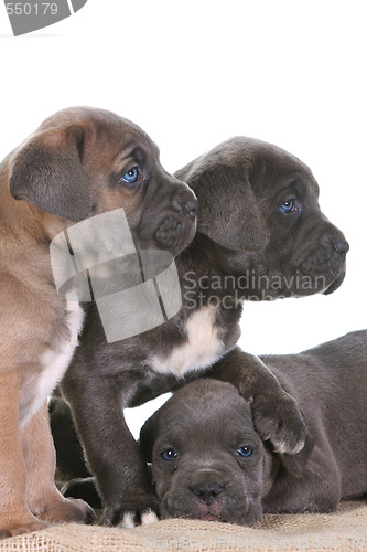 Image of puppy italian mastiff cane corso