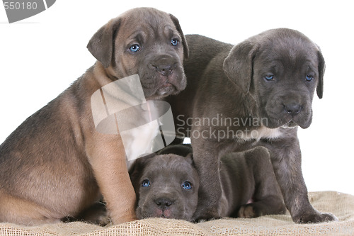 Image of puppy italian mastiff cane corso