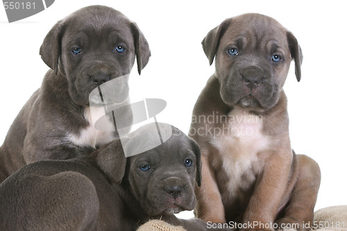 Image of puppy italian mastiff cane corso