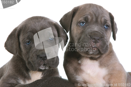 Image of puppy italian mastiff cane corso