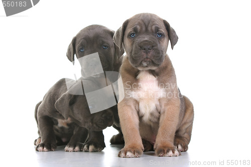 Image of puppy italian mastiff cane corso