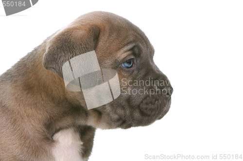 Image of puppy italian mastiff cane corso