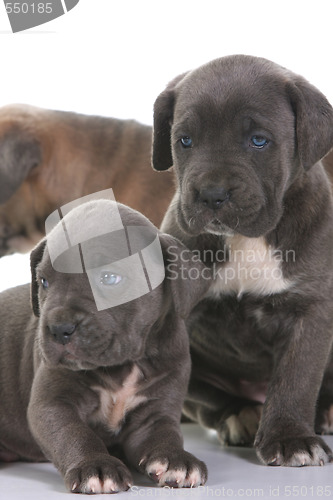 Image of puppy italian mastiff cane corso