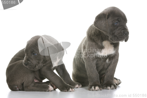 Image of puppy italian mastiff cane corso