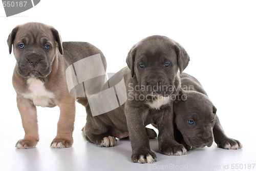 Image of puppy italian mastiff cane corso