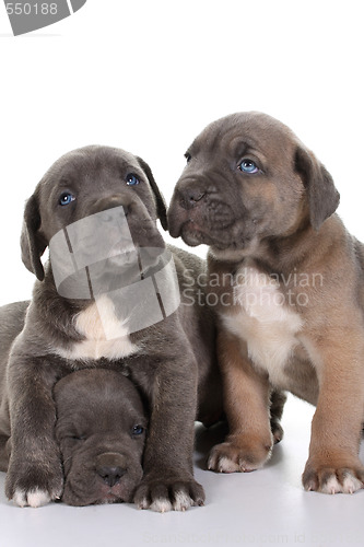 Image of puppy italian mastiff cane corso