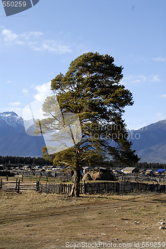 Image of Siberia - tree