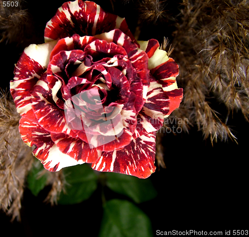 Image of Rose and some plants in black fone