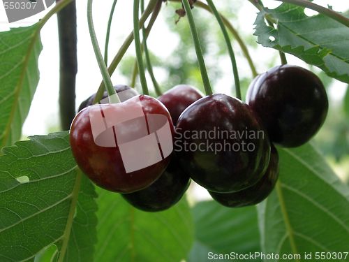 Image of cherries