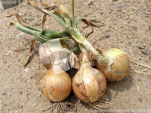 Image of onions