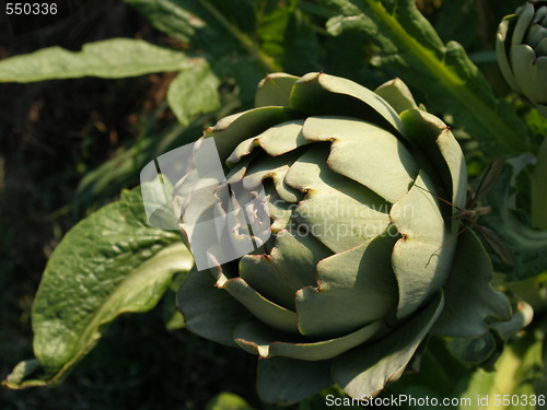 Image of artichoke