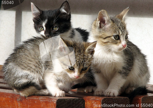 Image of Cat family