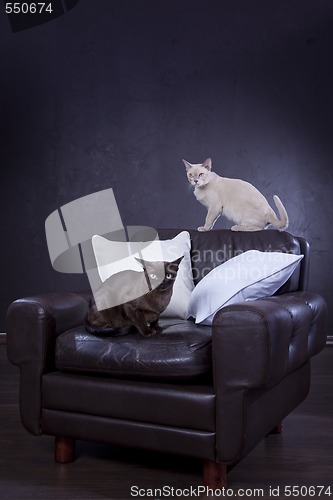 Image of Two cats 