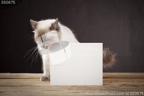 Image of Ragdoll cat 