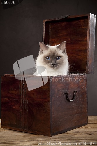 Image of White cat (ragdoll)