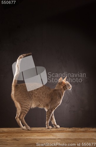 Image of Short haired cat standing