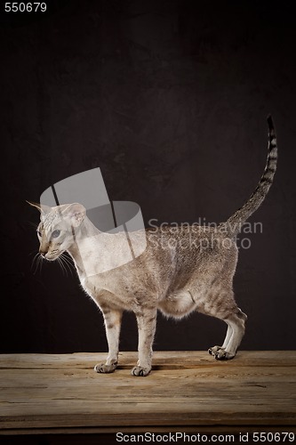 Image of Brown cat on the table