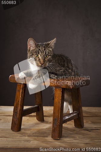 Image of Domestic cats on the studio