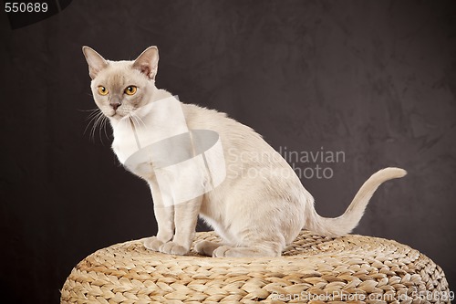 Image of White cat