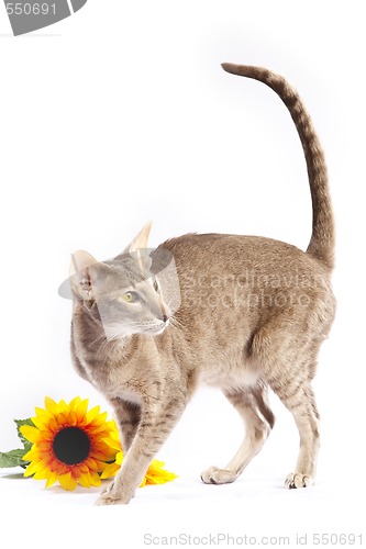 Image of Cat with flower