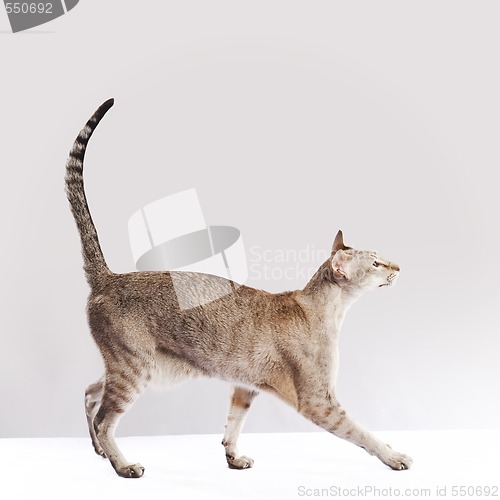 Image of Walking cat