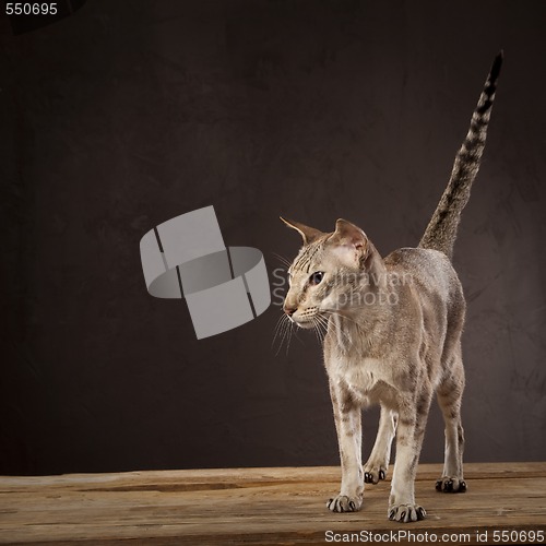 Image of Short haired cat standing