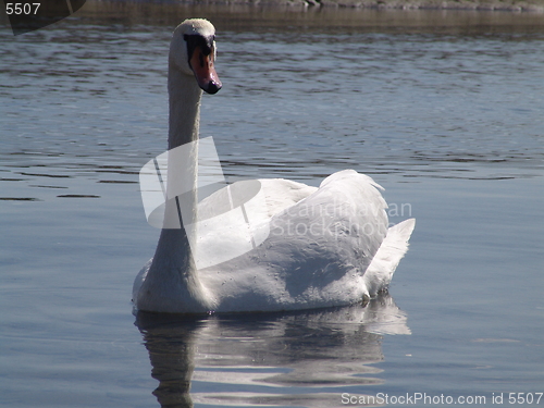 Image of Swan