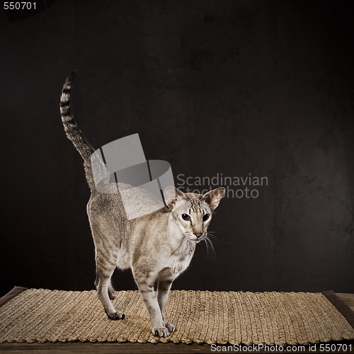 Image of Striped cat