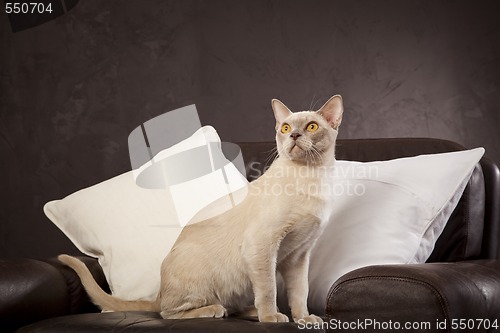 Image of White cat on the couch